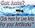 got-ants