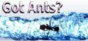need some live ants